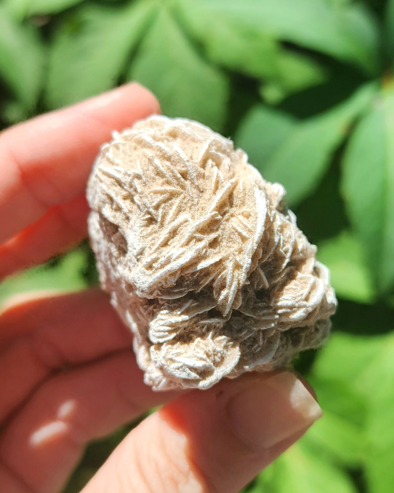 Desert Rose Selenite