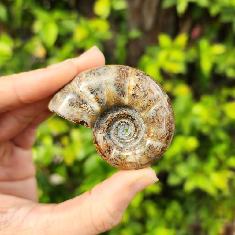 Ammonite Fossil