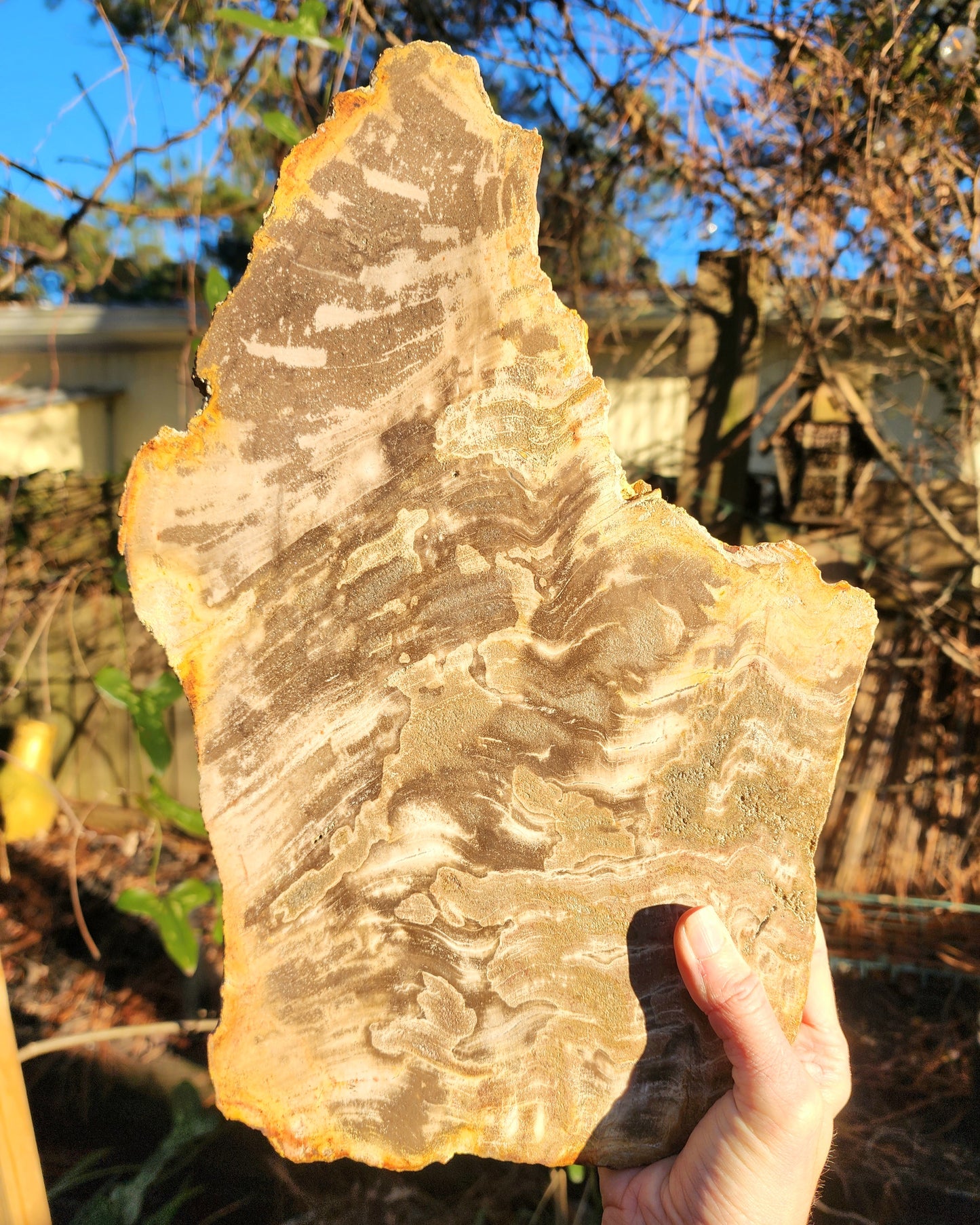XL Petrified Wood Slab