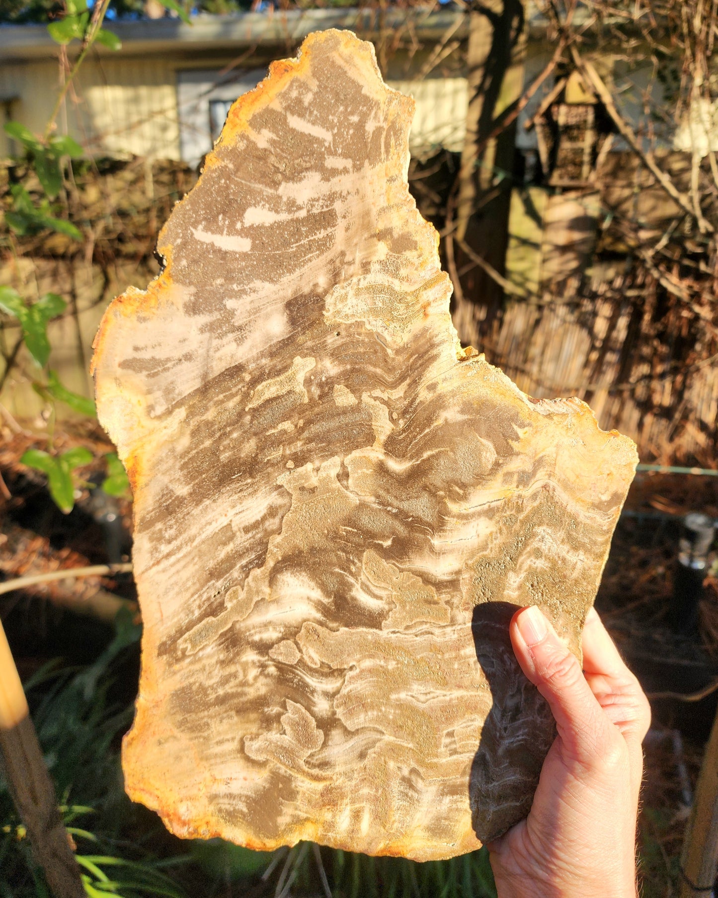 XL Petrified Wood Slab