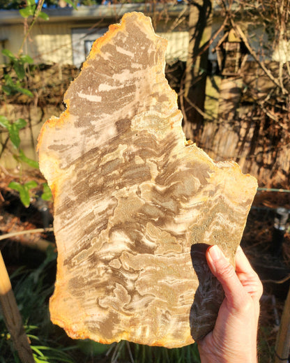 XL Petrified Wood Slab