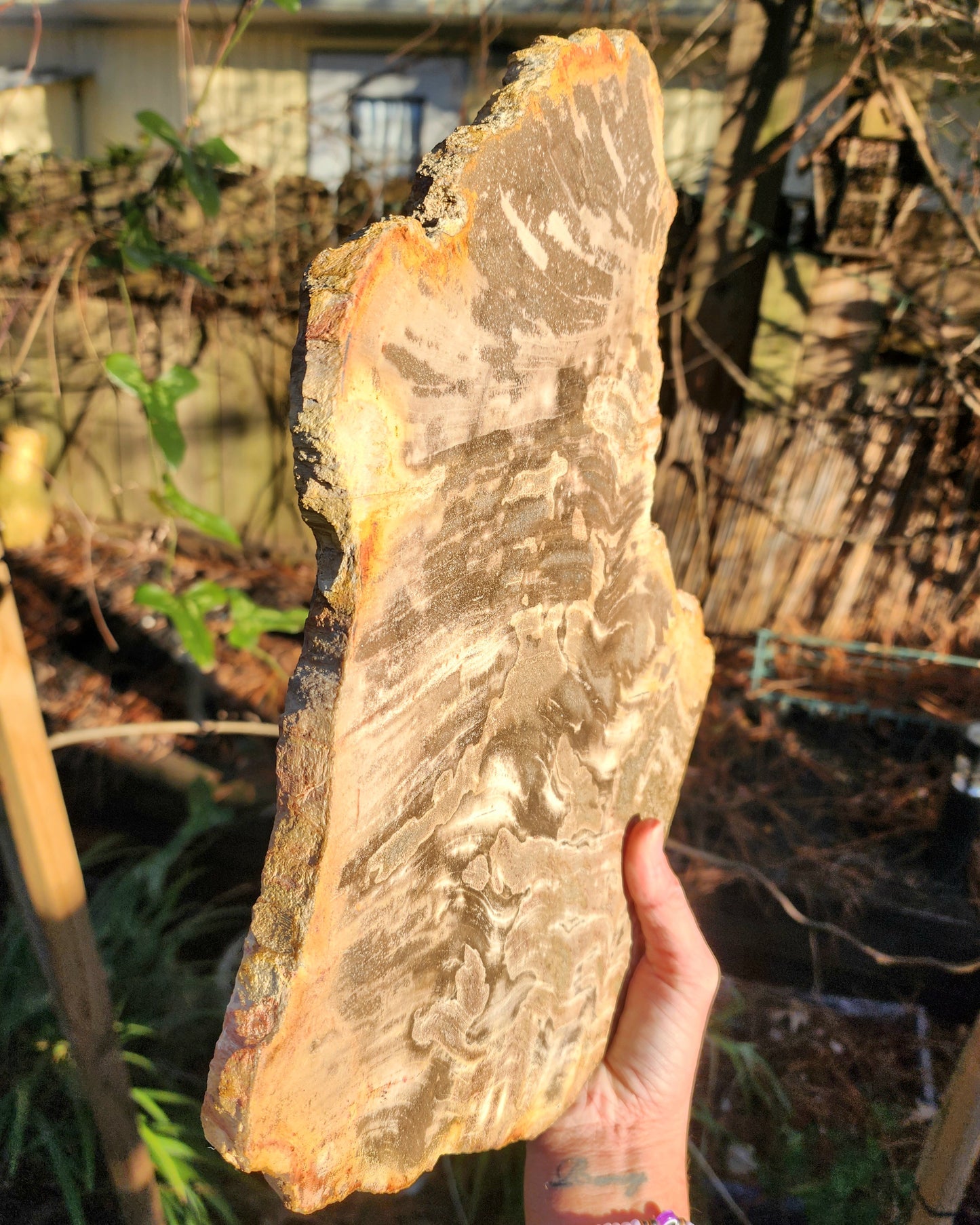 XL Petrified Wood Slab