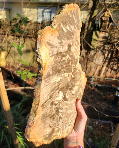 XL Petrified Wood Slab