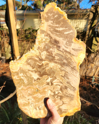 XL Petrified Wood Slab