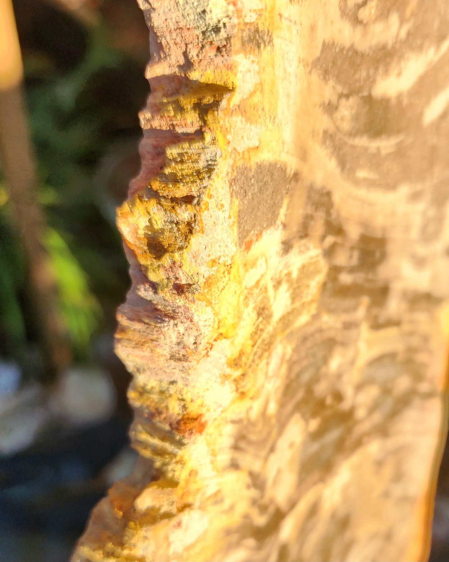 XL Petrified Wood Slab