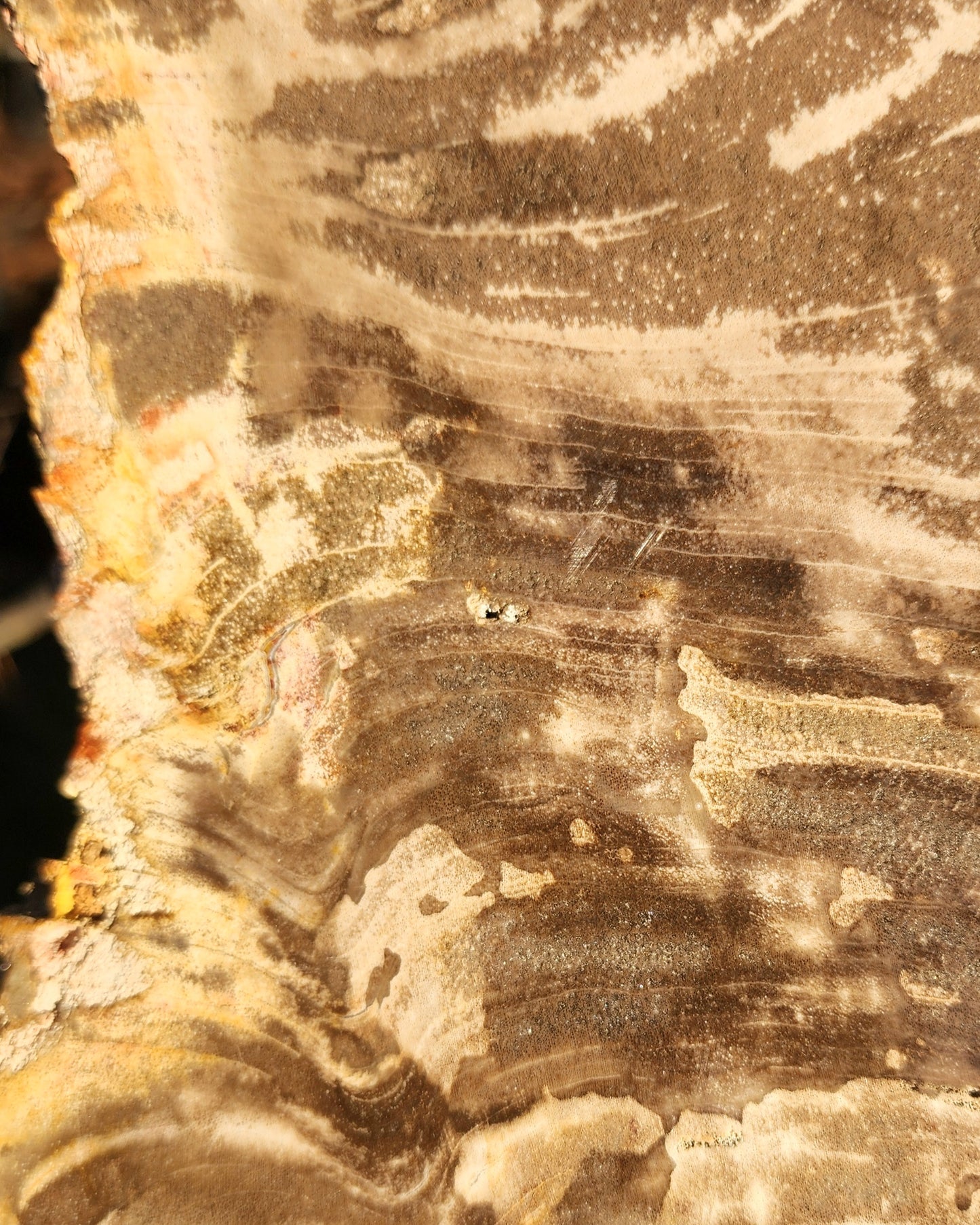 XL Petrified Wood Slab