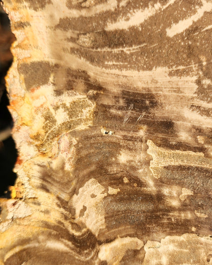XL Petrified Wood Slab