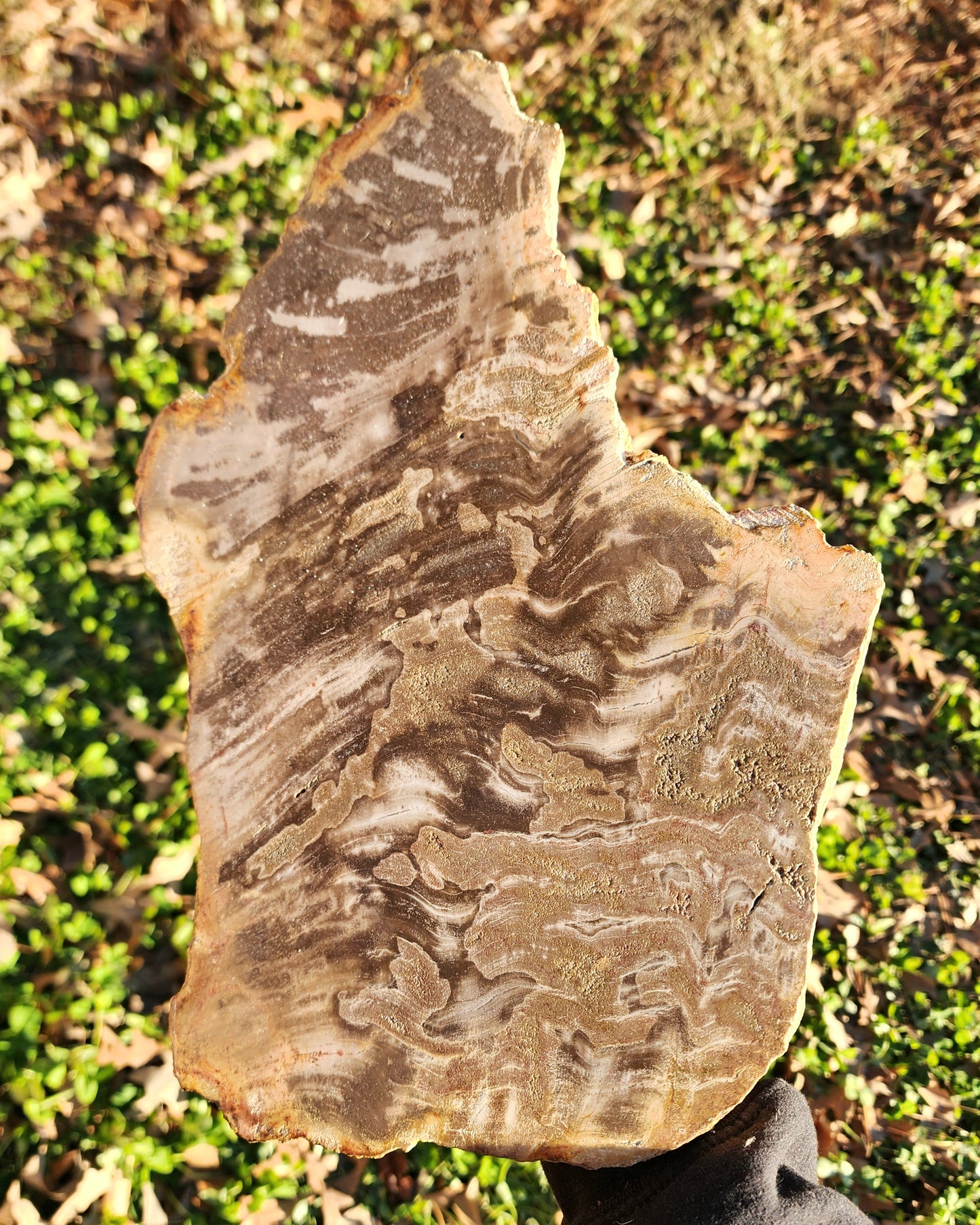 XL Petrified Wood Slab