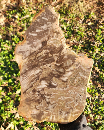 XL Petrified Wood Slab
