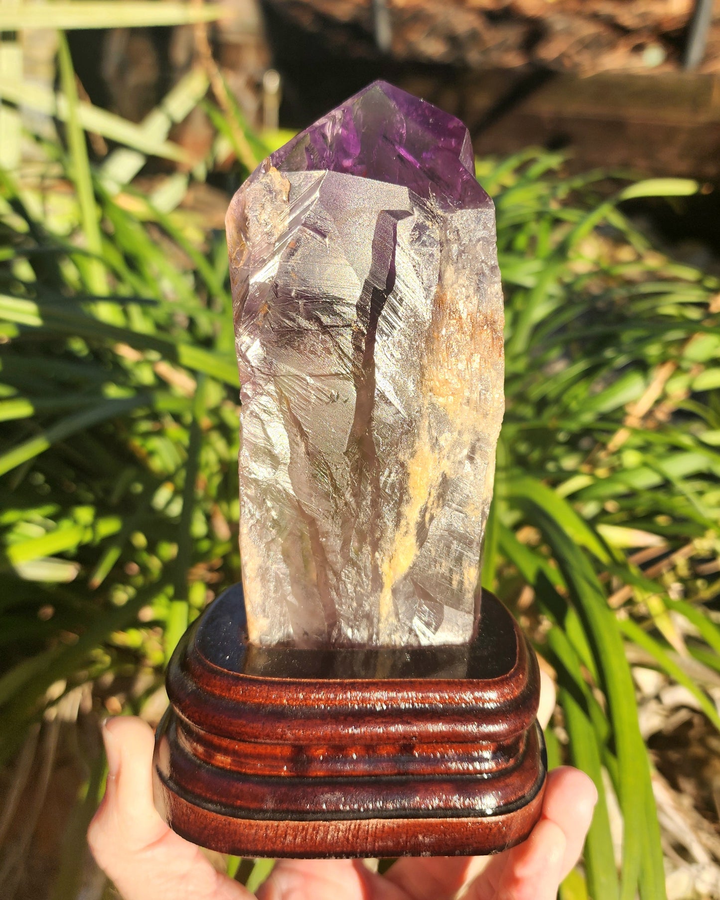Dragon Tooth Amethyst in Custom Wood Base Bahia Amethyst