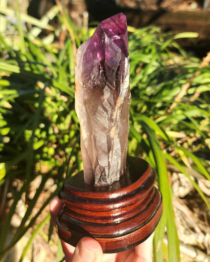 Dragon Tooth Amethyst in Custom Wood Base Bahia Amethyst