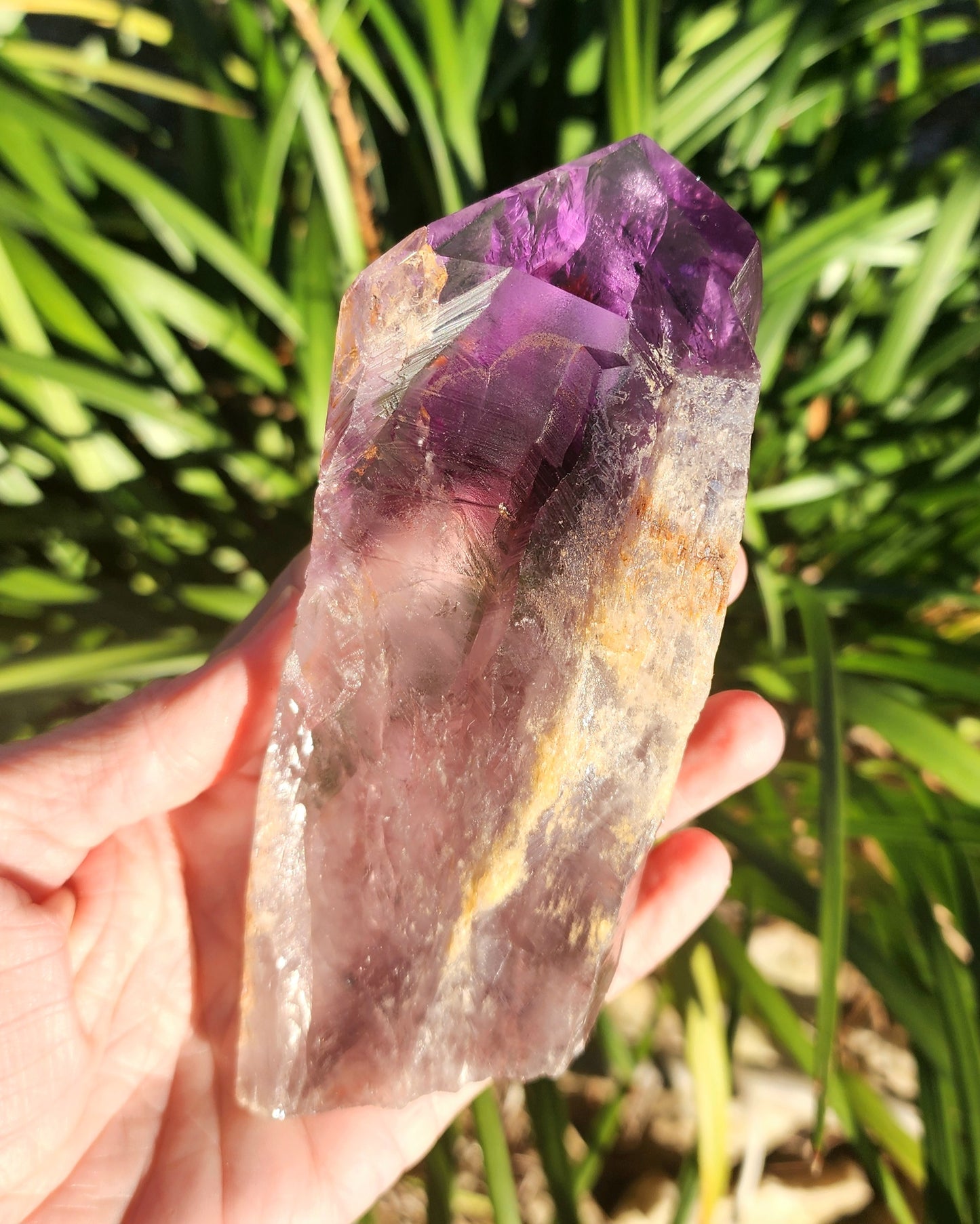 Dragon Tooth Amethyst in Custom Wood Base Bahia Amethyst
