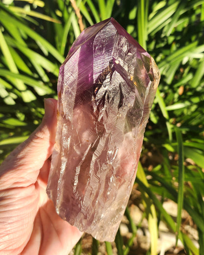Dragon Tooth Amethyst in Custom Wood Base Bahia Amethyst