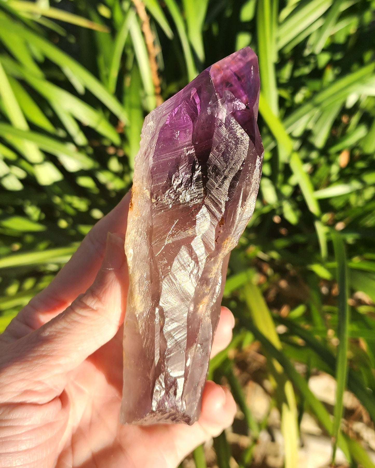 Dragon Tooth Amethyst in Custom Wood Base Bahia Amethyst