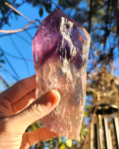 Dragon Tooth Amethyst in Custom Wood Base Bahia Amethyst