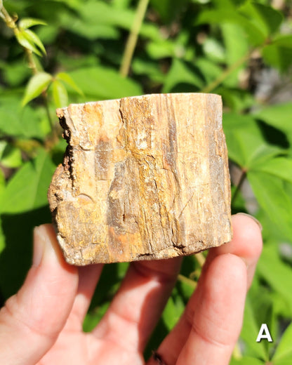 Petrified Wood Logs