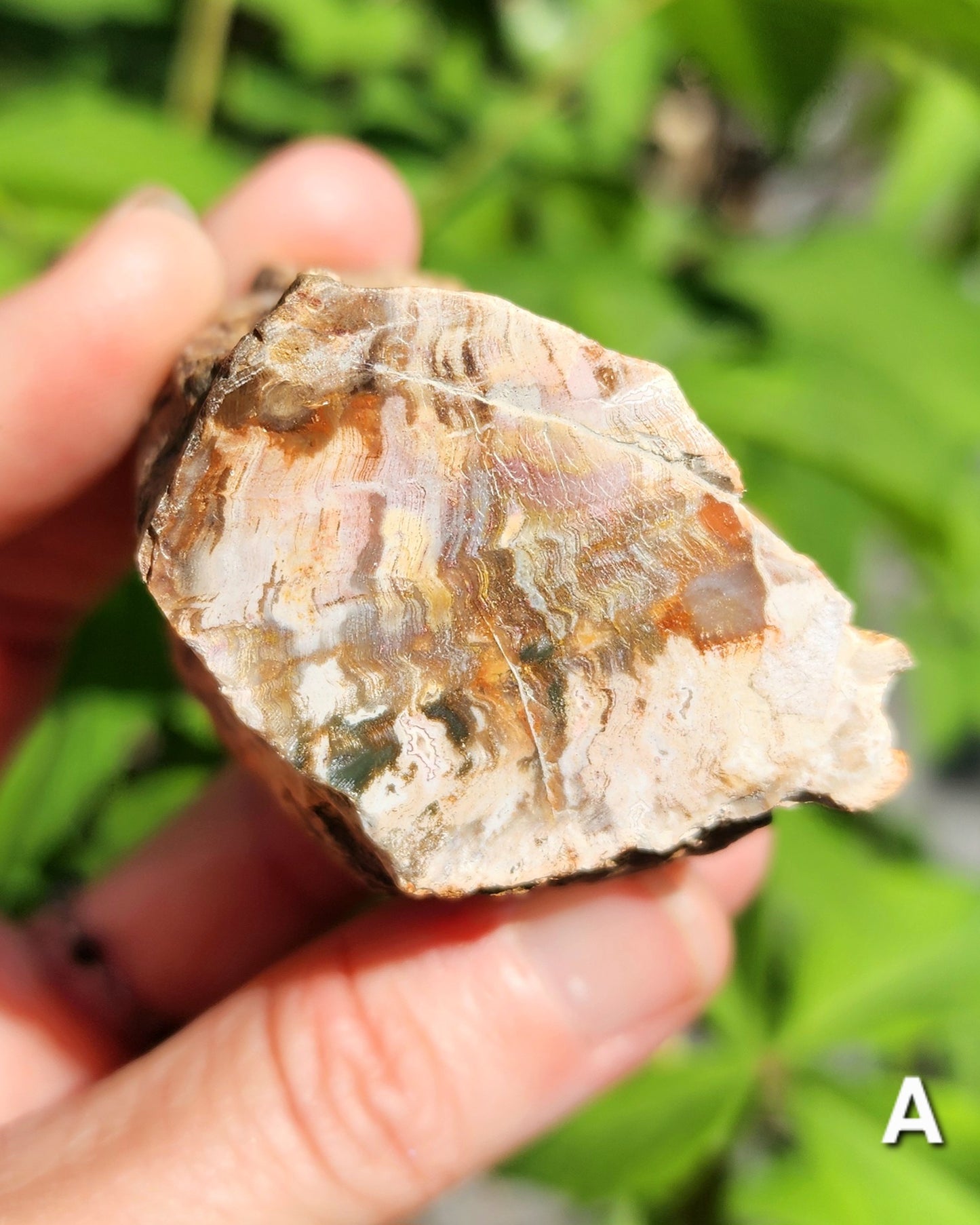 Petrified Wood Logs