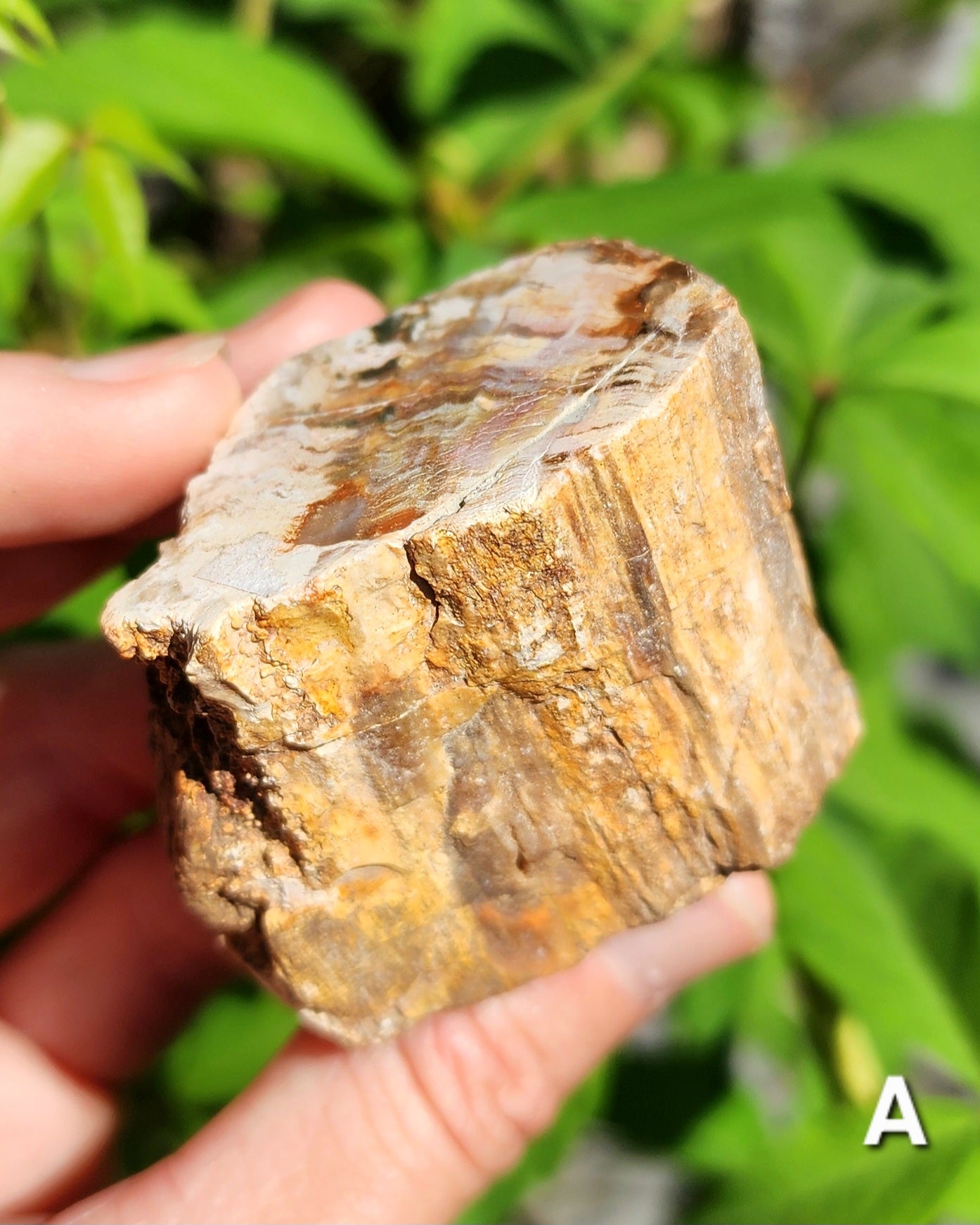 Petrified Wood Logs