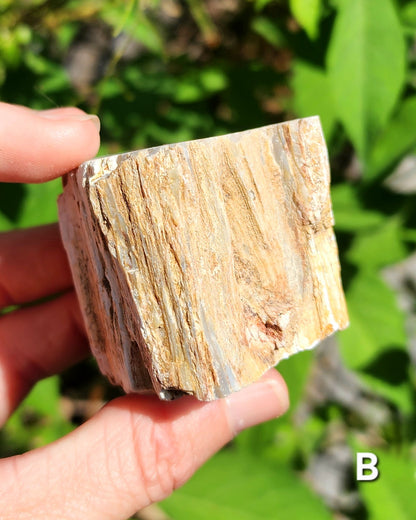 Petrified Wood Logs