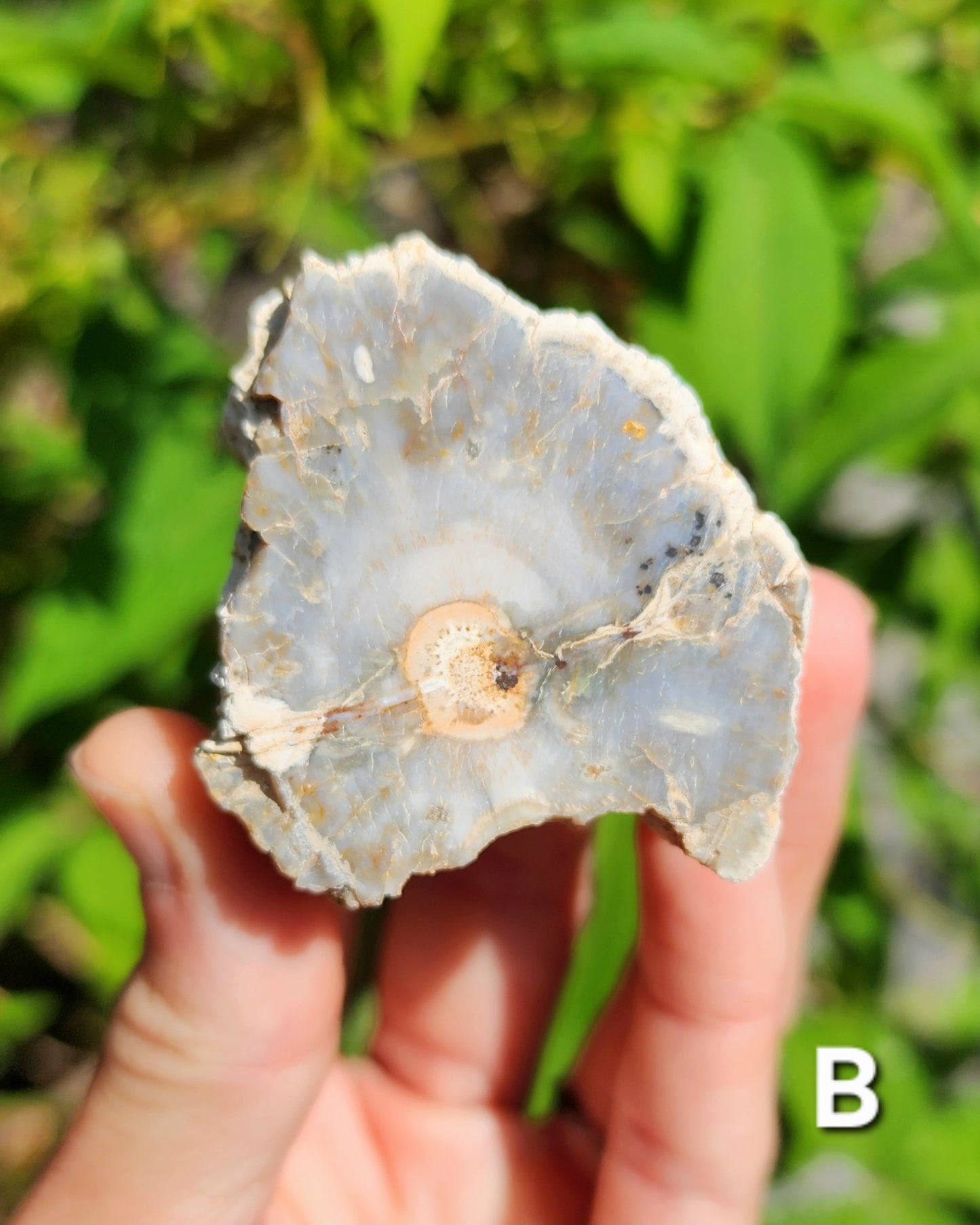 Petrified Wood Logs