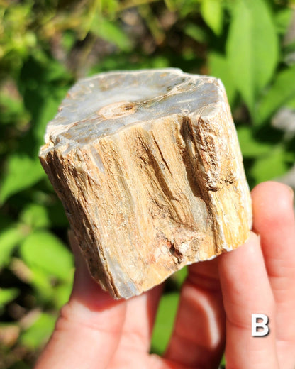 Petrified Wood Logs