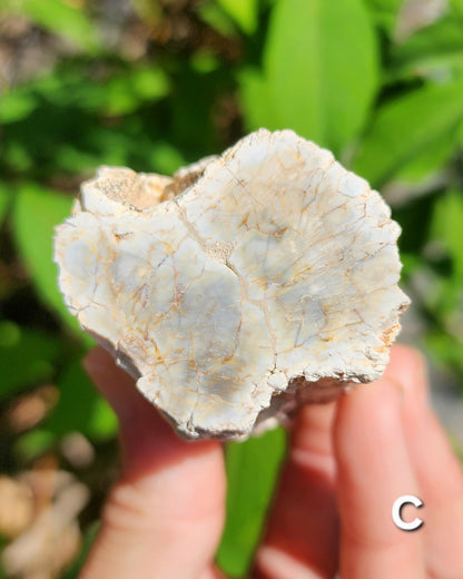 Petrified Wood Logs