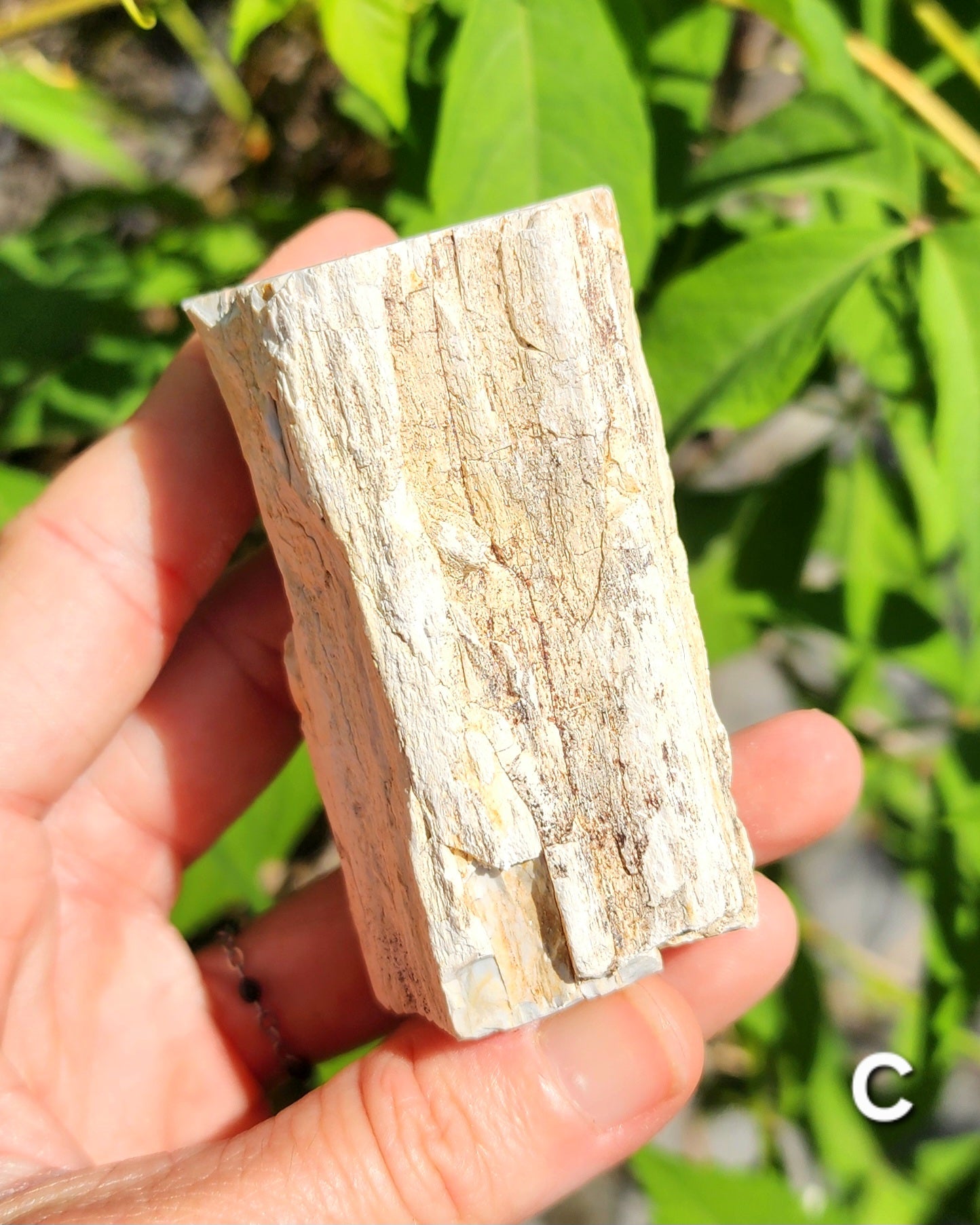 Petrified Wood Logs