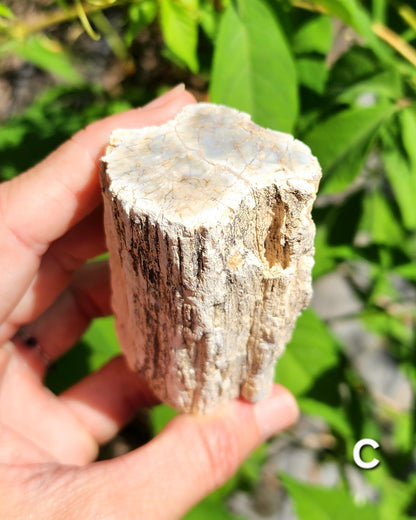 Petrified Wood Logs
