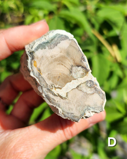 Petrified Wood Logs