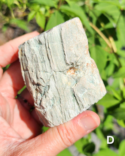 Petrified Wood Logs