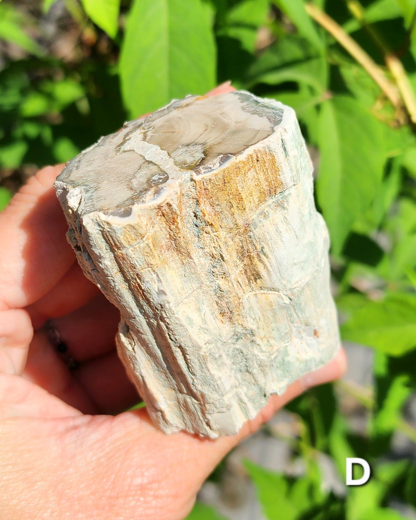 Petrified Wood Logs