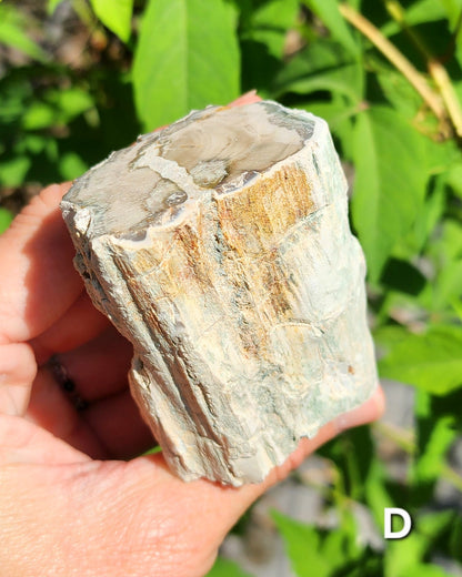 Petrified Wood Logs