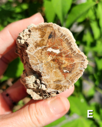Petrified Wood Logs