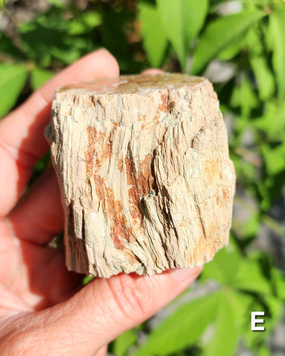 Petrified Wood Logs