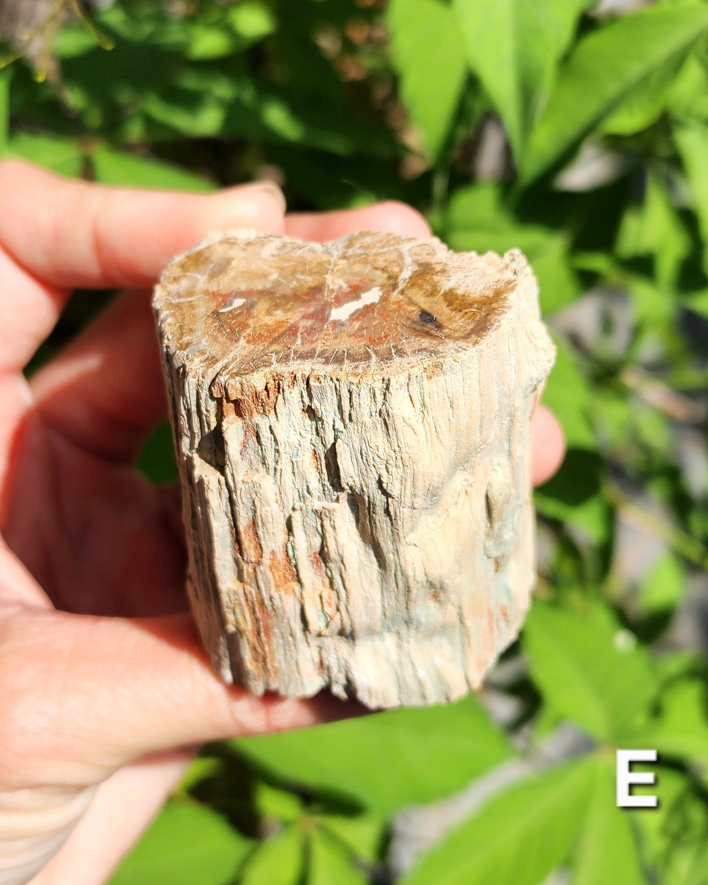 Petrified Wood Logs