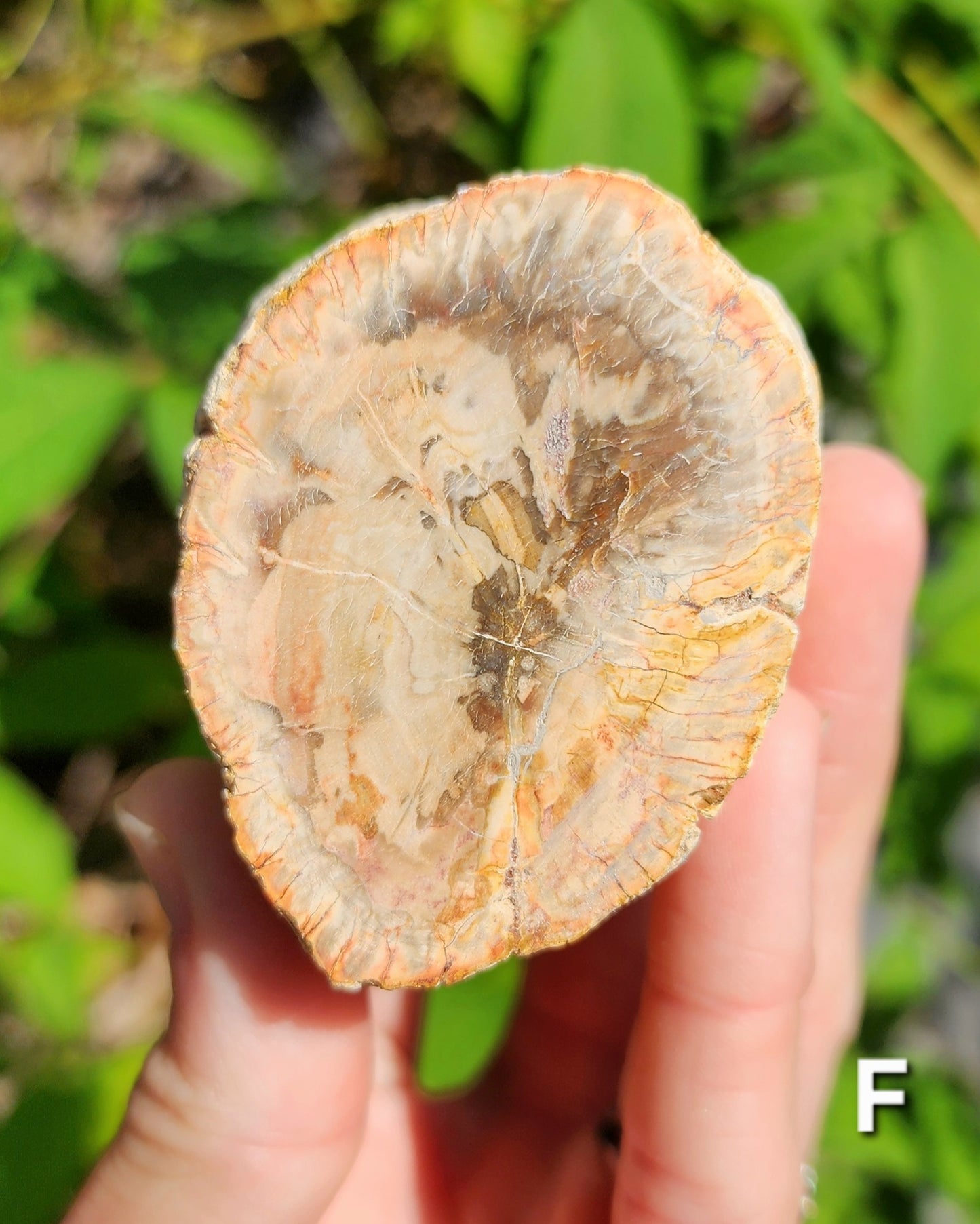 Petrified Wood Logs