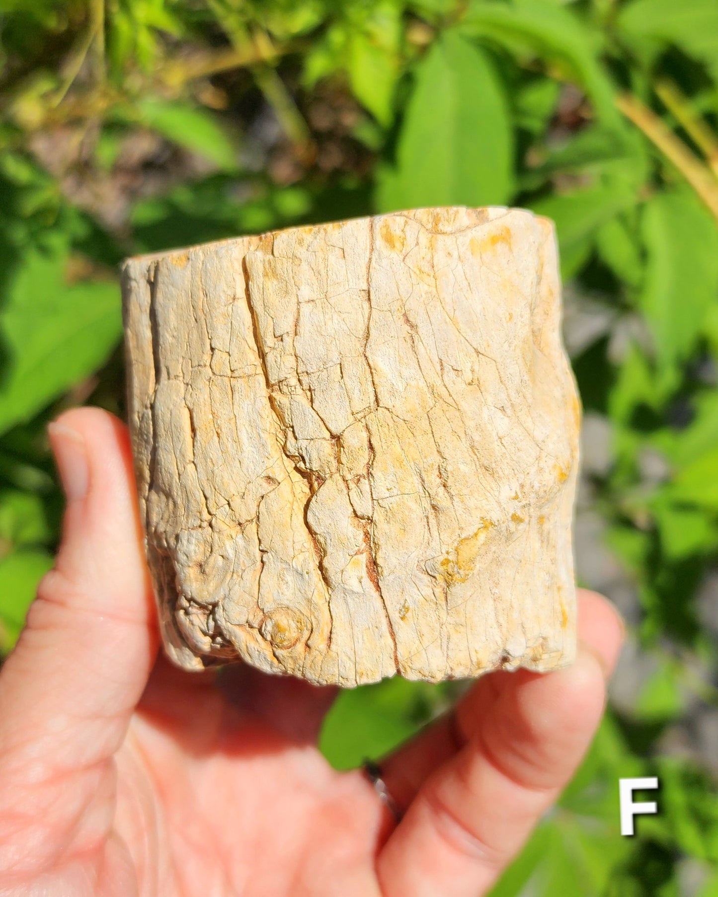 Petrified Wood Logs