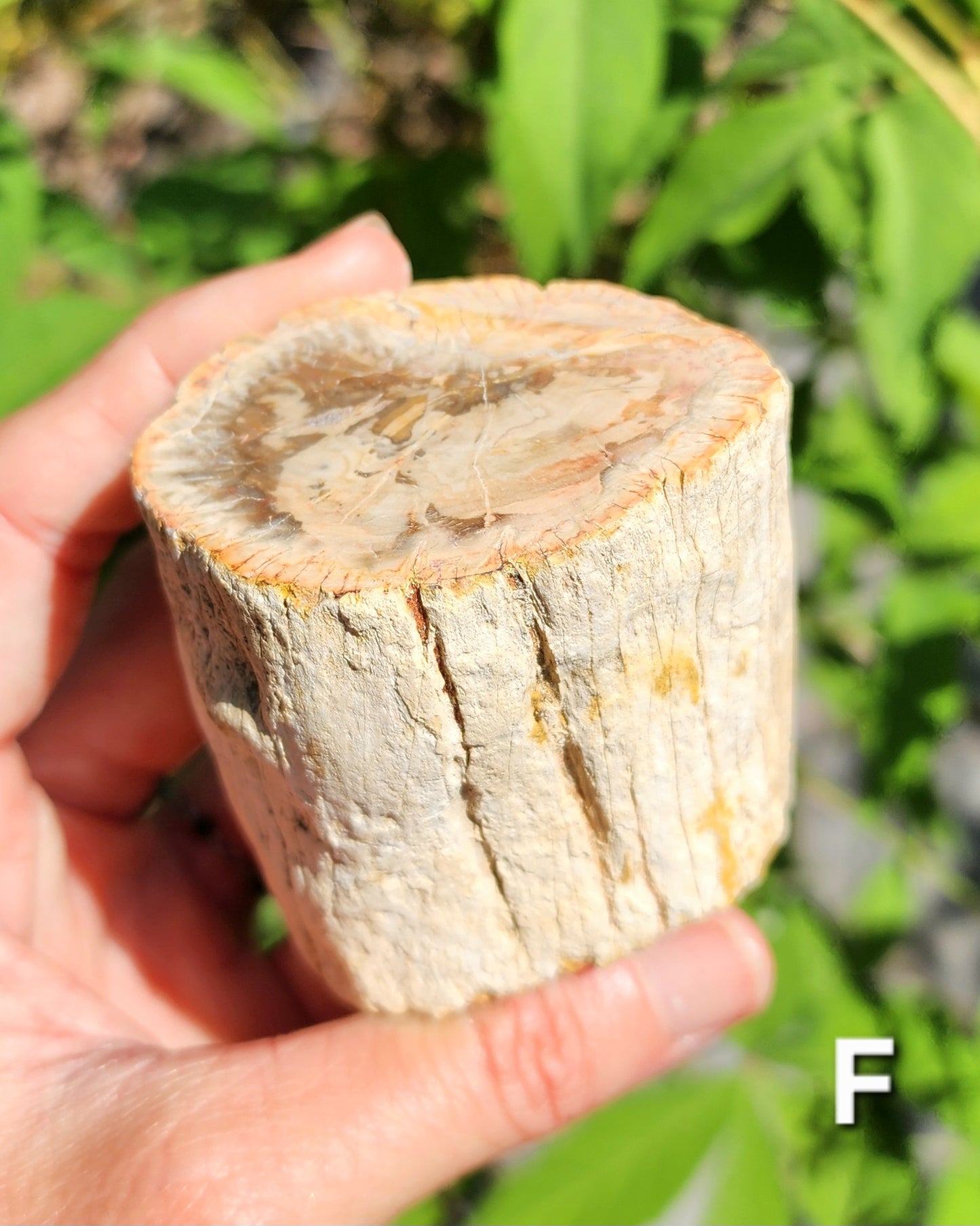 Petrified Wood Logs