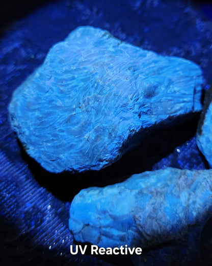 Large Indonesian Amber Chunks UV Reactive