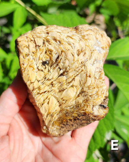 Large Indonesian Amber Chunks UV Reactive