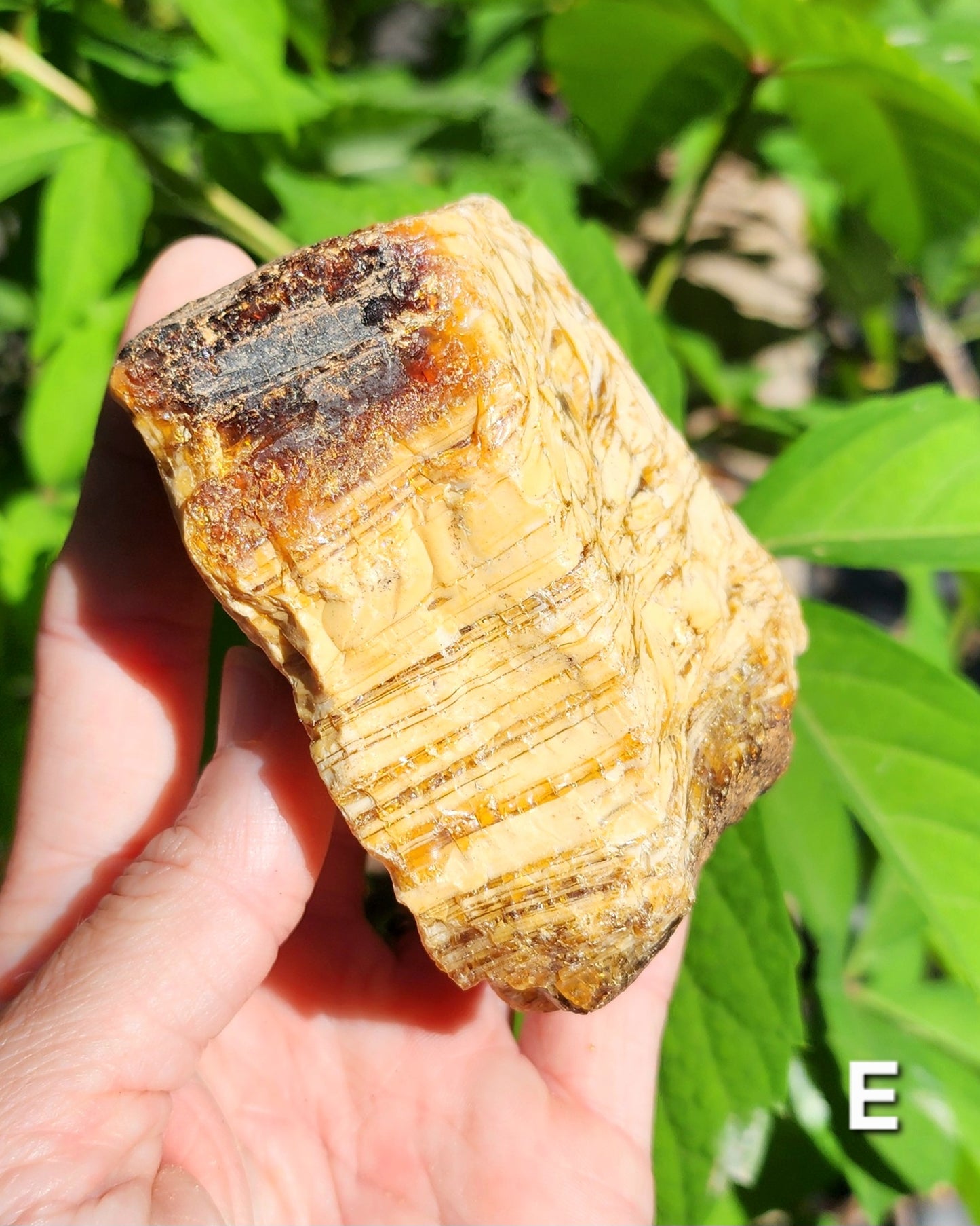 Large Indonesian Amber Chunks UV Reactive