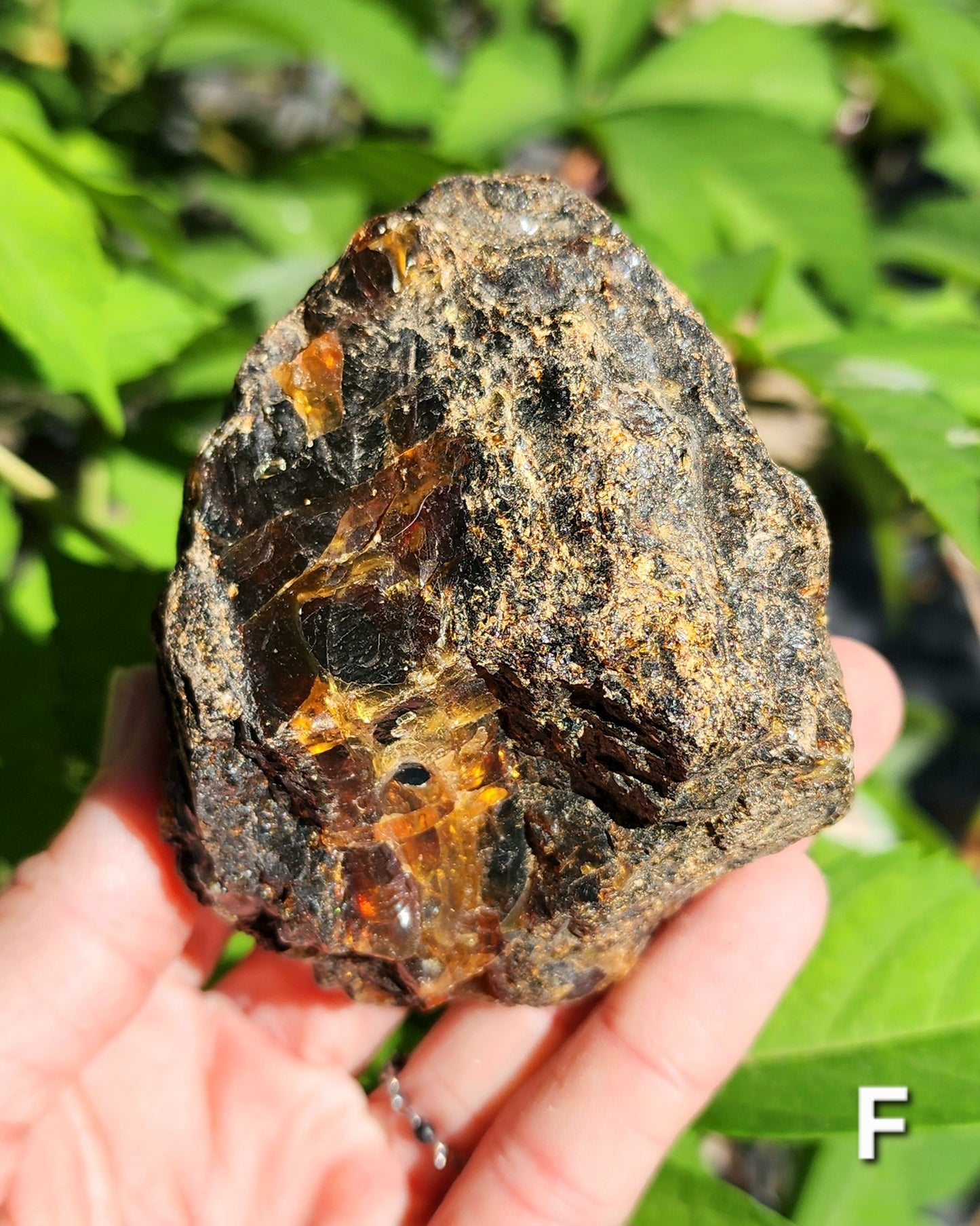 Large Indonesian Amber Chunks UV Reactive