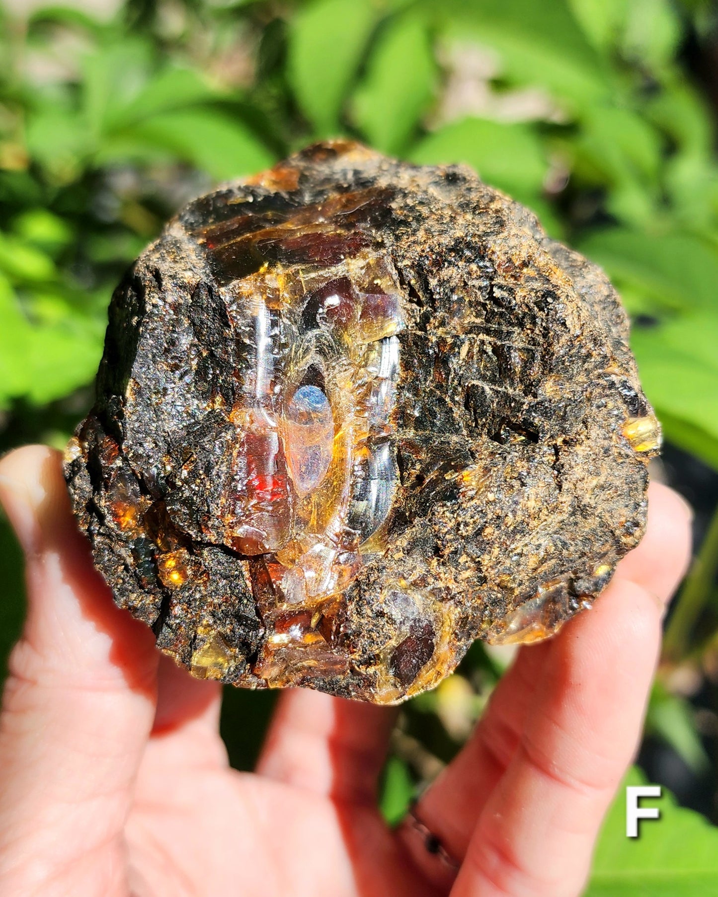 Large Indonesian Amber Chunks UV Reactive