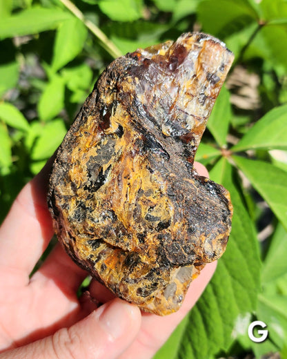 Large Indonesian Amber Chunks UV Reactive