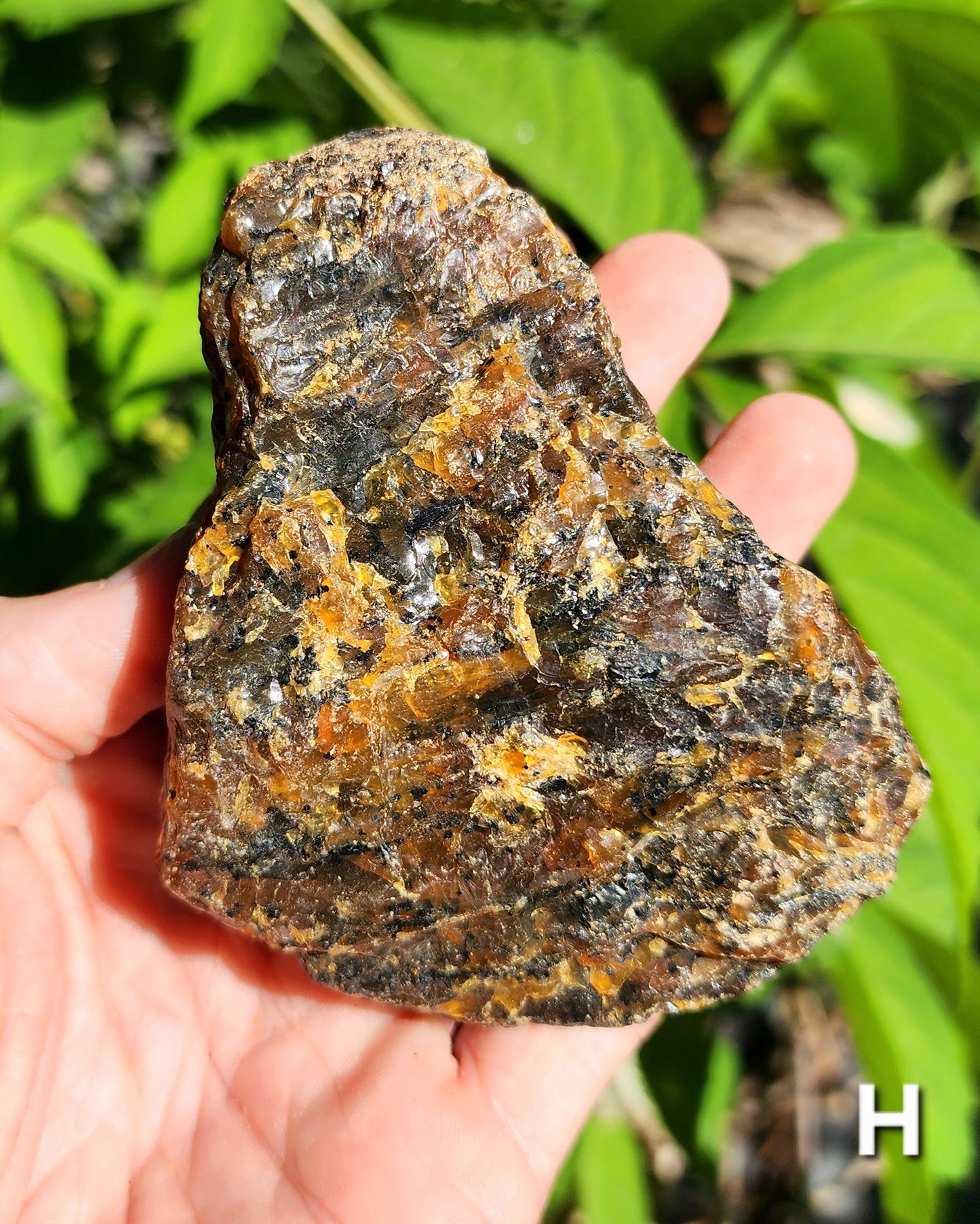 Large Indonesian Amber Chunks UV Reactive