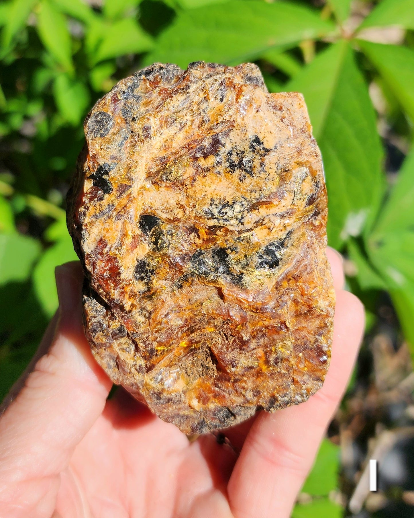 Large Indonesian Amber Chunks UV Reactive