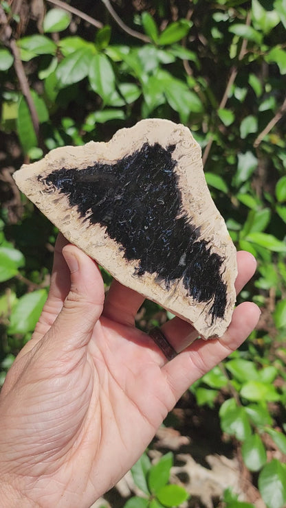 Palm Root Fossil Slab