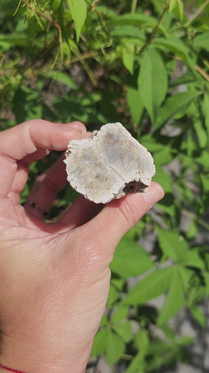 Petrified Wood Logs