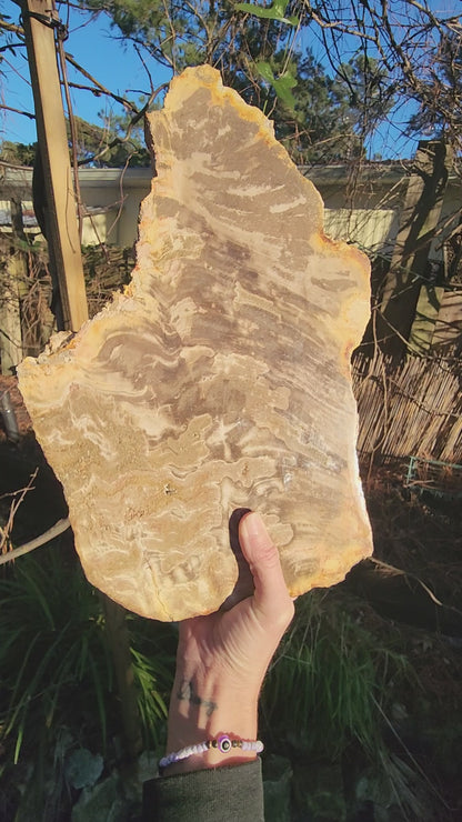 XL Petrified Wood Slab