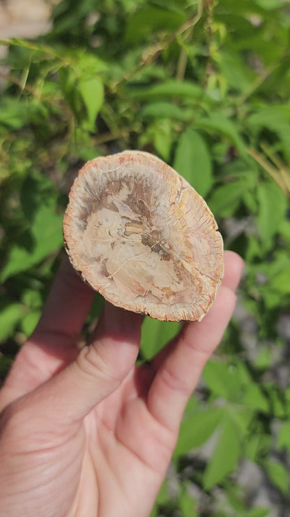 Petrified Wood Logs
